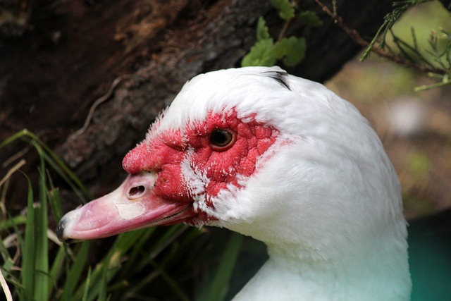 足球界的又 足球界的又