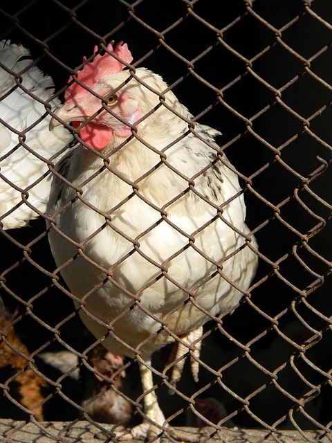 战术能力 战术能力