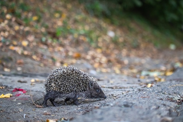 隊的狀態保 隊的狀態保