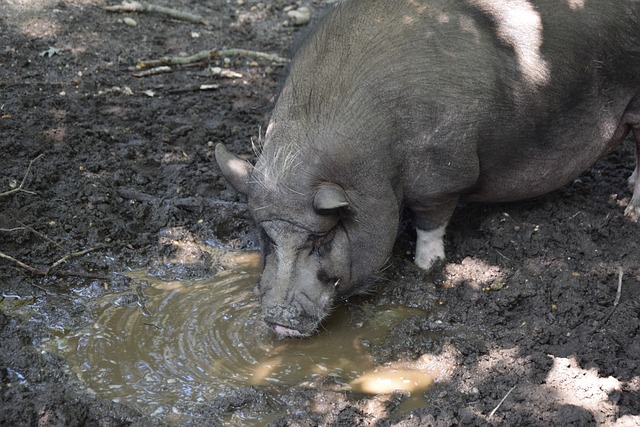 正是活塞赢 正是活塞赢